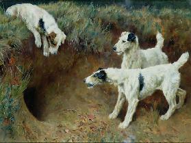 Wire-haired fox terriers by a badger set