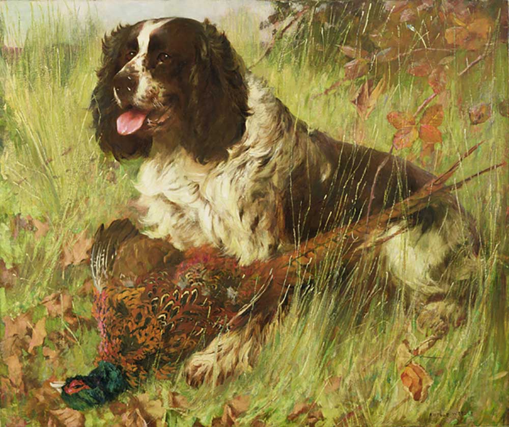 Springer Spaniel with Pheasant from Arthur Wardle