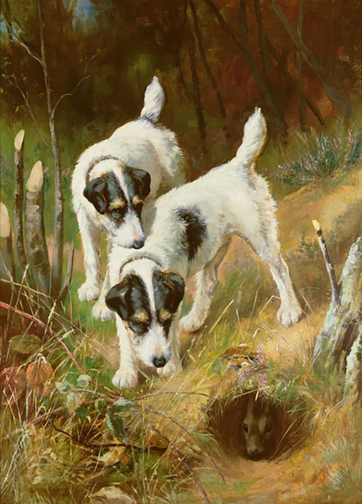 Terriers Rabbiting from Arthur Wardle