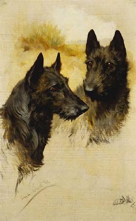 Two Scottish Terriers