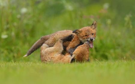 Young Foxes Play