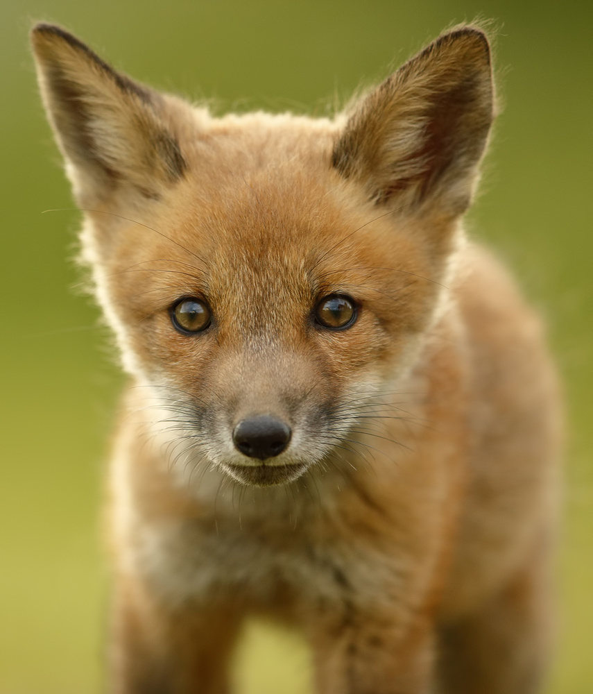 Red Fox Cub from Assaf Gavra