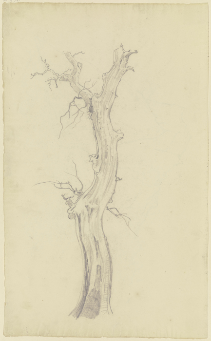 Leafless tree from August Lucas