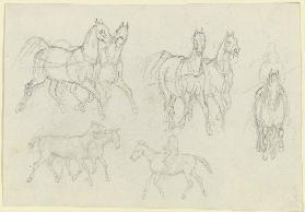 Study of horses, at a trot