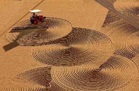 Artistic wheat drying