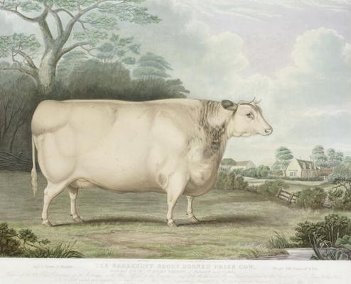 The Habertoft Short Horned Prize Cow, engraved by C. Hunt, 1842 (colour engraving) from B. Hubbard