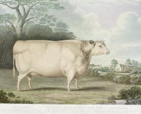 The Habertoft Short Horned Prize Cow, engraved by C. Hunt, 1842 (colour engraving)