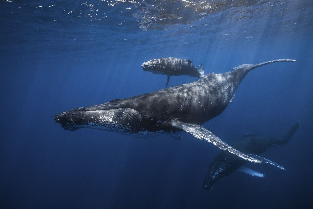 Humpback whale familys from Barathieu Gabriel