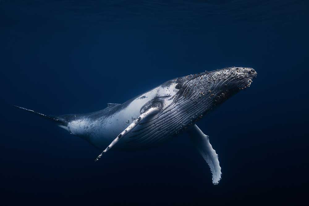 Humpback whale in blue from Barathieu Gabriel