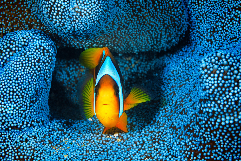 Clownfish in blue anémon from Barathieu Gabriel
