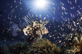 Lionfish