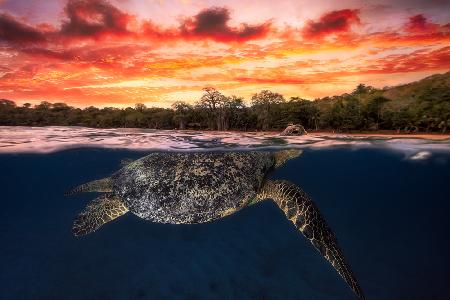 Green turtle and fire sky!