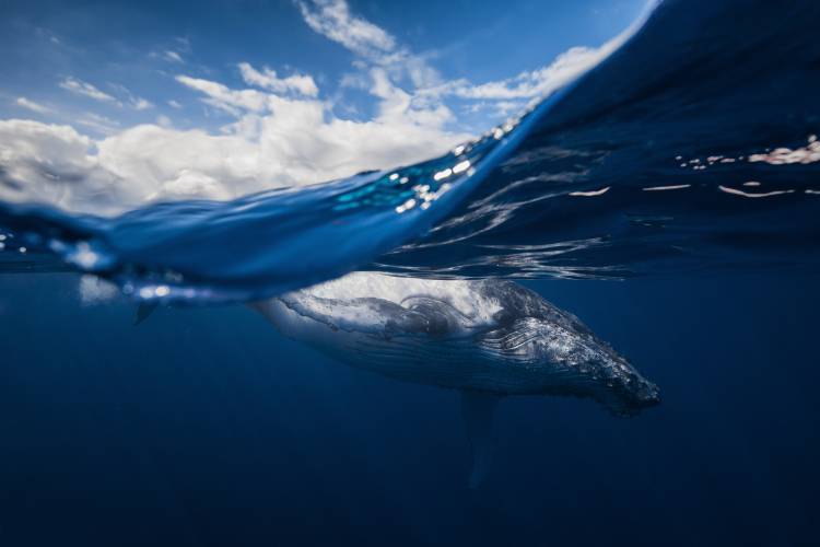 Humpback whale and the sky from Barathieu Gabriel