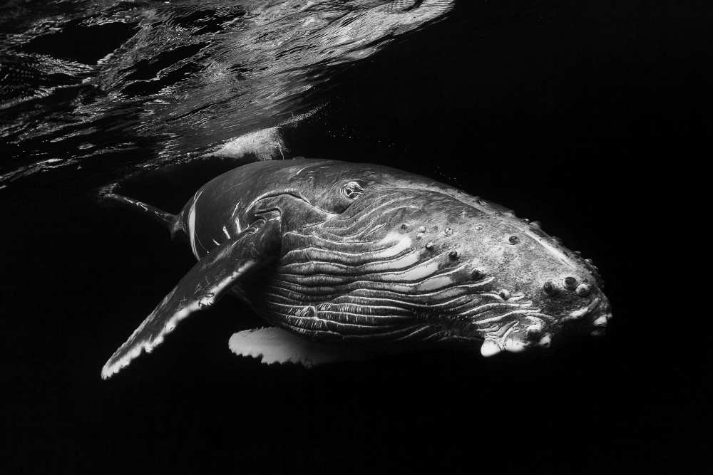 Humpback Whale calf from Barathieu Gabriel