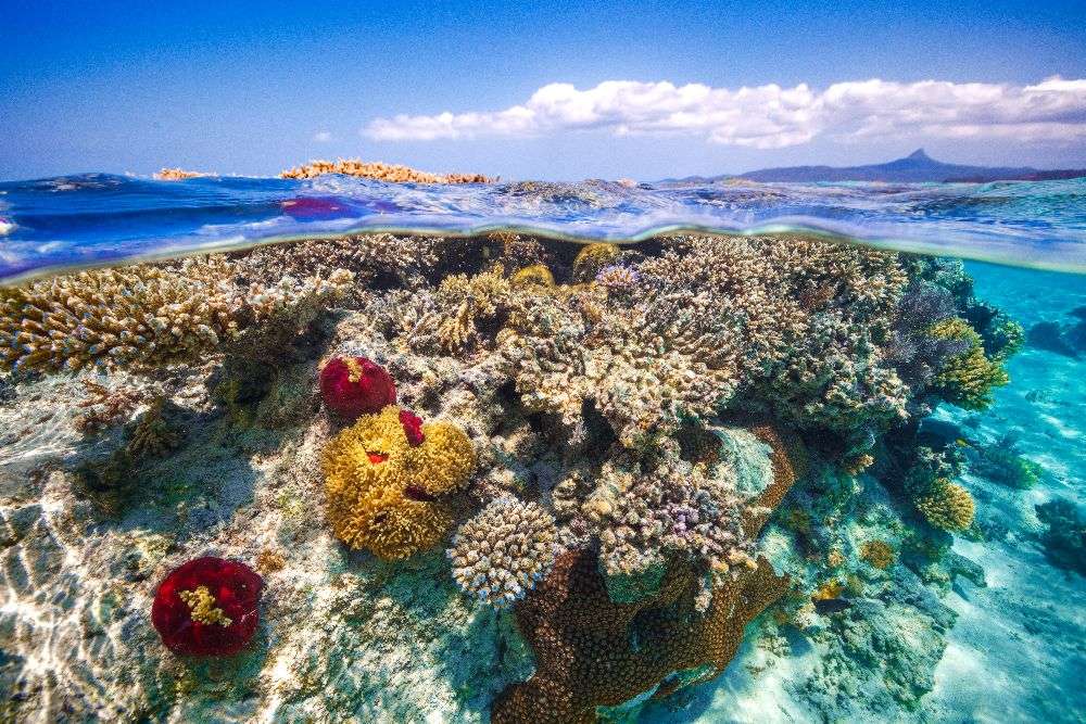 Mayotte : The Reef from Barathieu Gabriel
