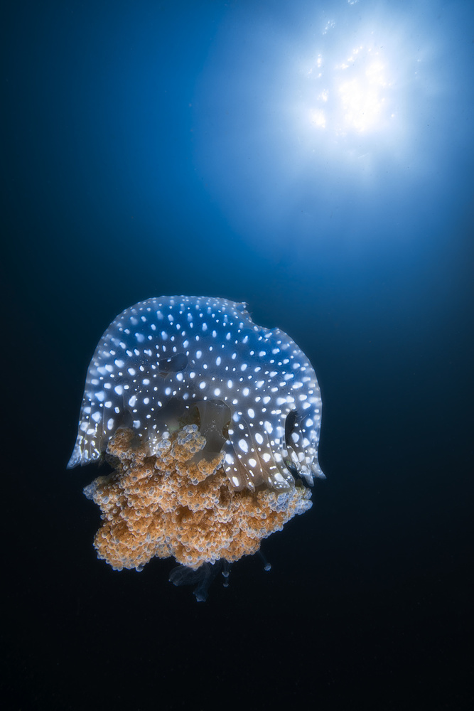 Jellyfish from Tachai pinnacle from Barathieu Gabriel