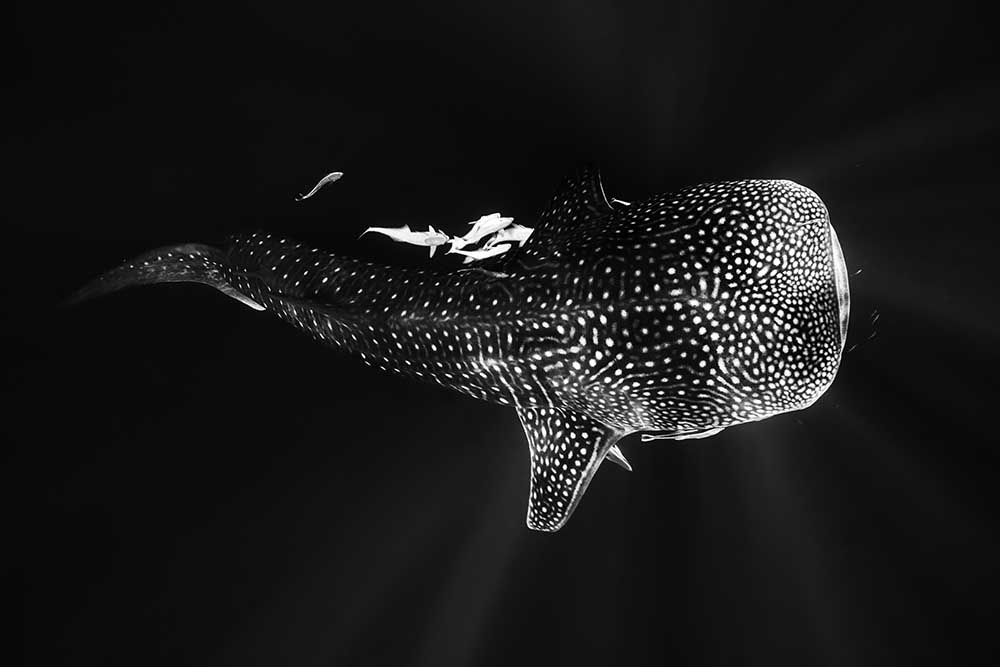 Black and Whale Shark from Barathieu Gabriel