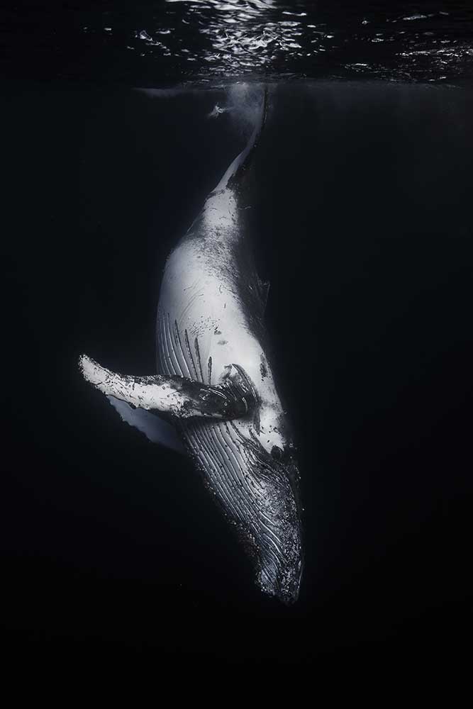 Black Whale from Barathieu Gabriel