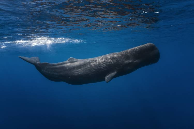 Sperm whale from Barathieu Gabriel