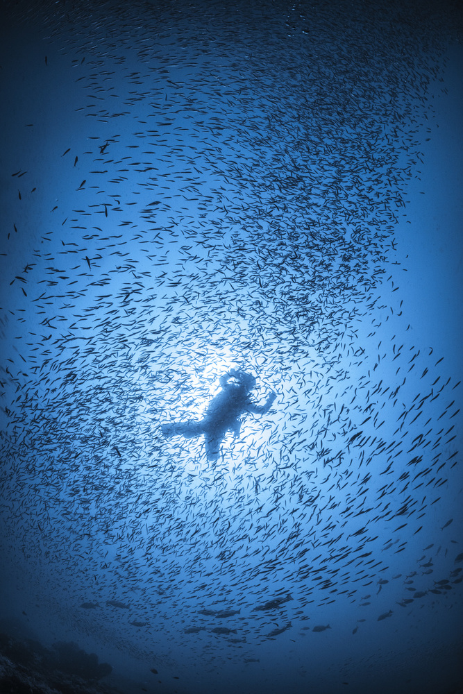 Diver and shoal of fish from Barathieu Gabriel