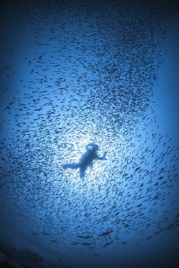 Diver and shoal of fish