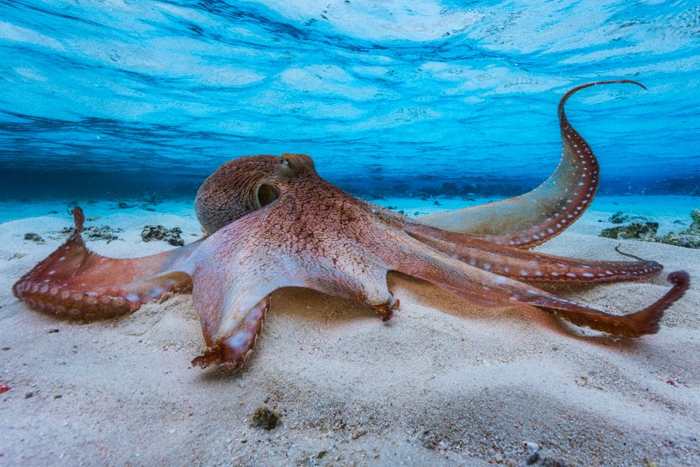 Octopus from Barathieu Gabriel