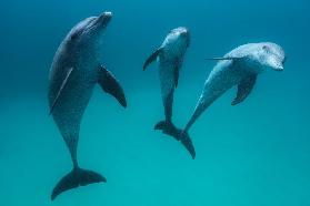 Bottlenose dolphins