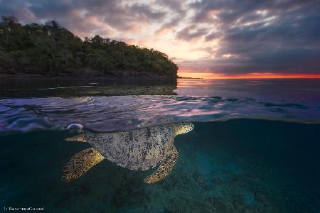 Over the surface - Sea Turtle