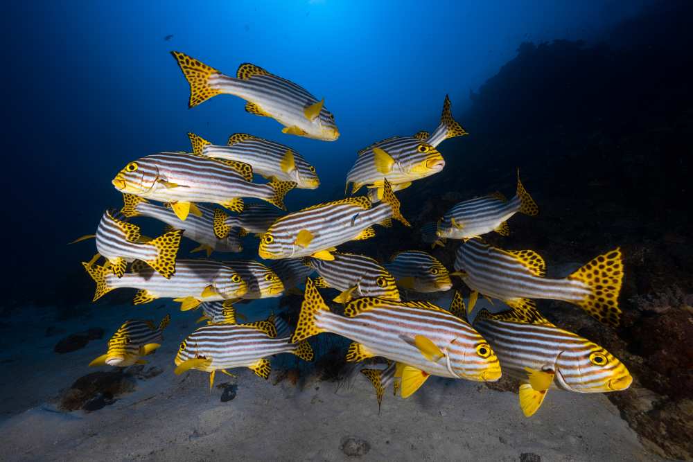 Underwater photography-Indian ocean sweetlips from Barathieu Gabriel