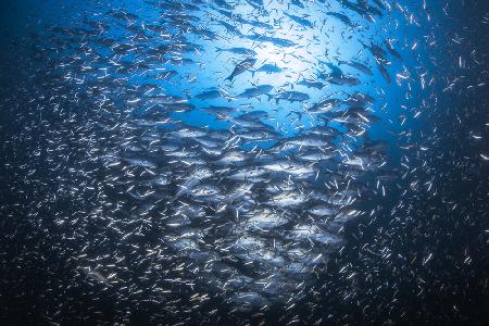 Underwater life of Tachai