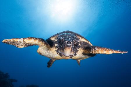 Face to Face with a Hawksbill sea turtle