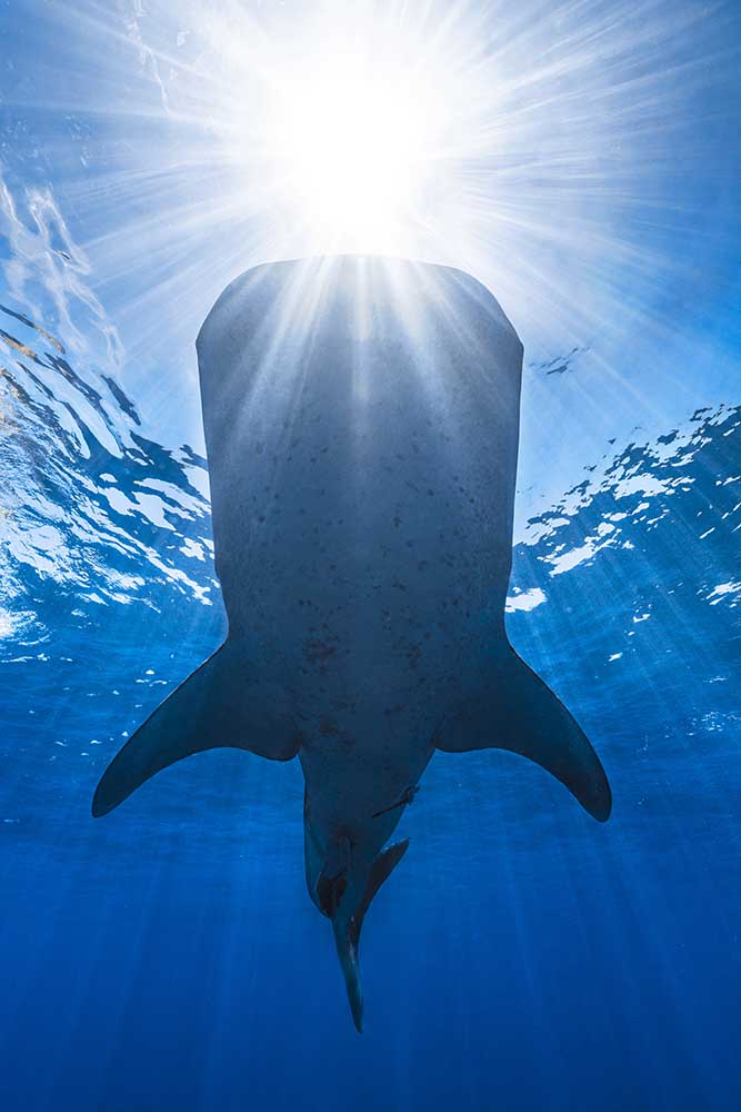 Whale shark and sun from Barathieu Gabriel