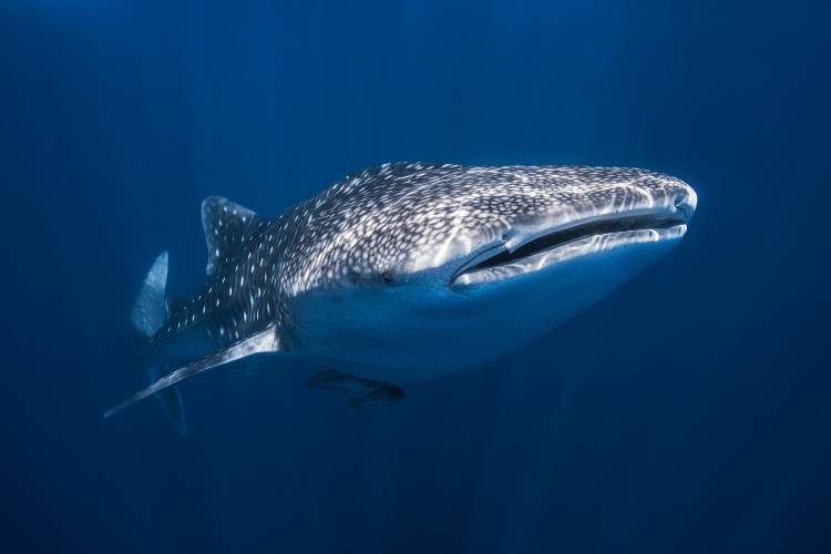 Whale Shark from Barathieu Gabriel