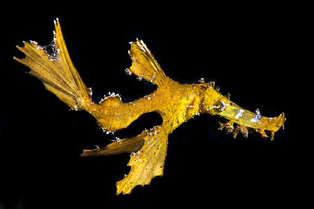 Delicate ghost pipefish