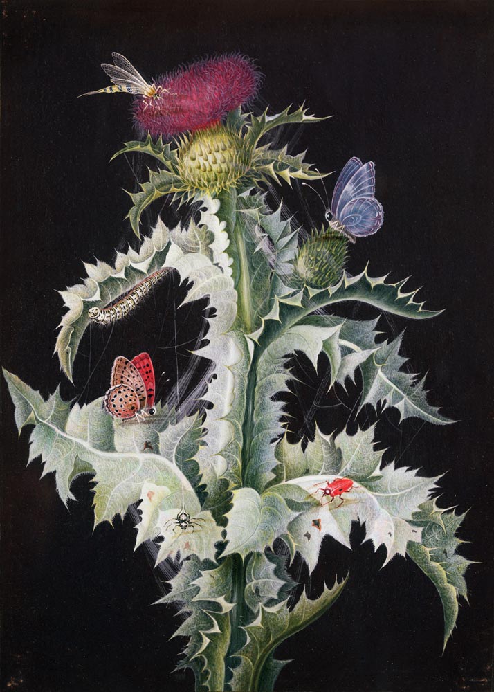 A Study of a Thistle with Insects from Barbara Regina Dietzsch