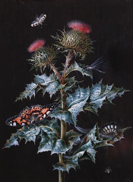 A Study of a Thistle with Insects (gouache) from Barbara Regina Dietzsch