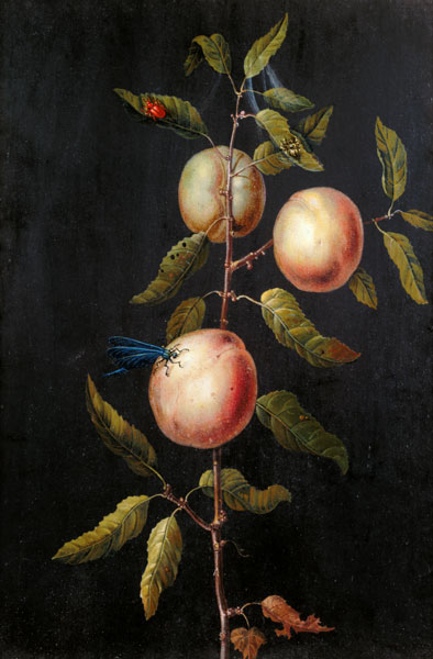 Branch of a Pear Tree from Barbara Regina Dietzsch