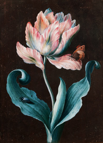 Parrot Tulip with Butterfly and Beetle (gouache) from Barbara Regina Dietzsch