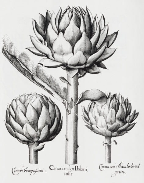 Artischocke / Hortus Eystettensis from Basilius Besler