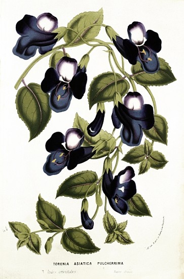 Torenia Asiatica pulcherrima, from ''Horto Van Houtteano'' Louis van Houtte (1810-76) c.1860 from Belgian School