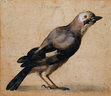 A Jay from Benedetto Luti
