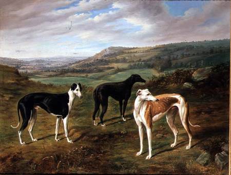 Greyhounds from Benjamin Cam Norton