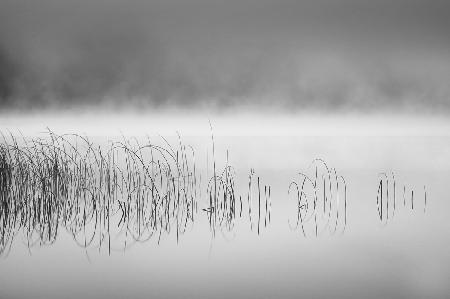 Reed in fog
