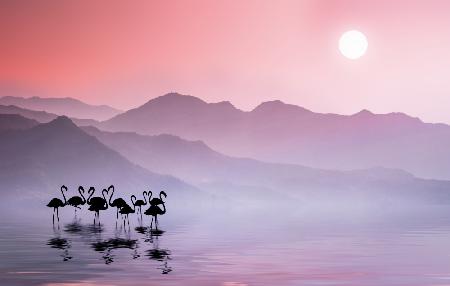 Flamingos Sunset
