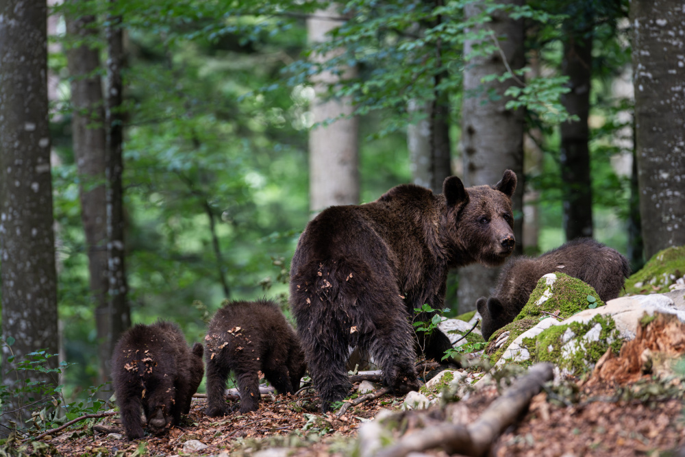 bear family from Bjoern Alicke