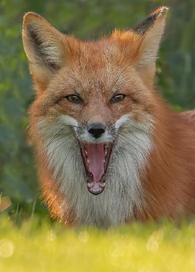 Red Fox