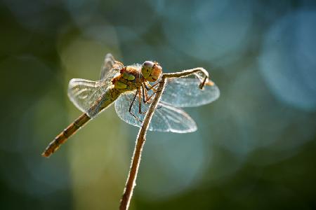 Dragonfly in backlight