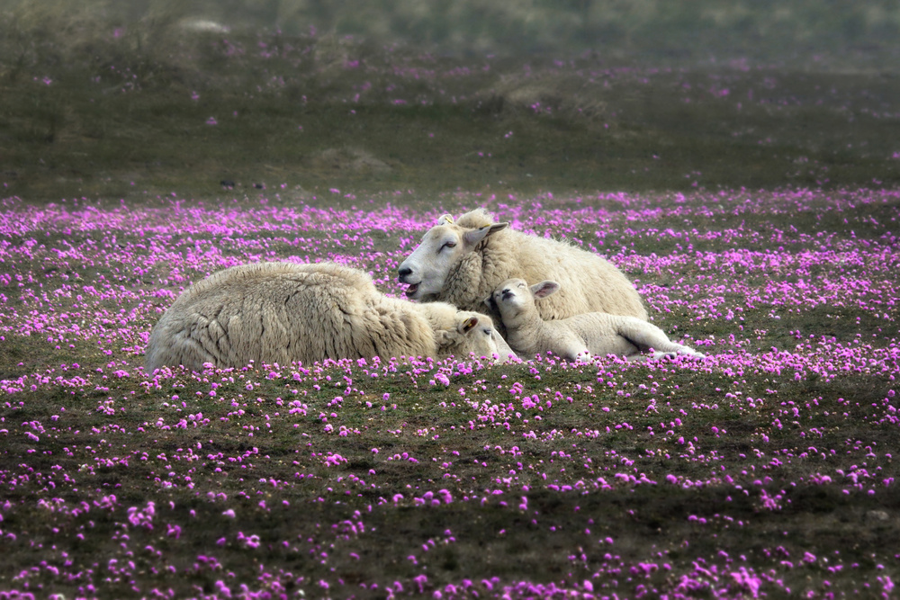 Dreaming in Pink from Bodo Balzer