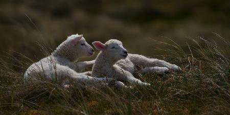 Dreaming lambs in the dunes