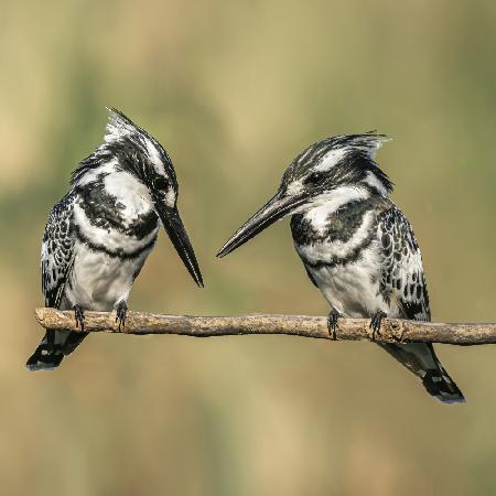 Pied kingfishers